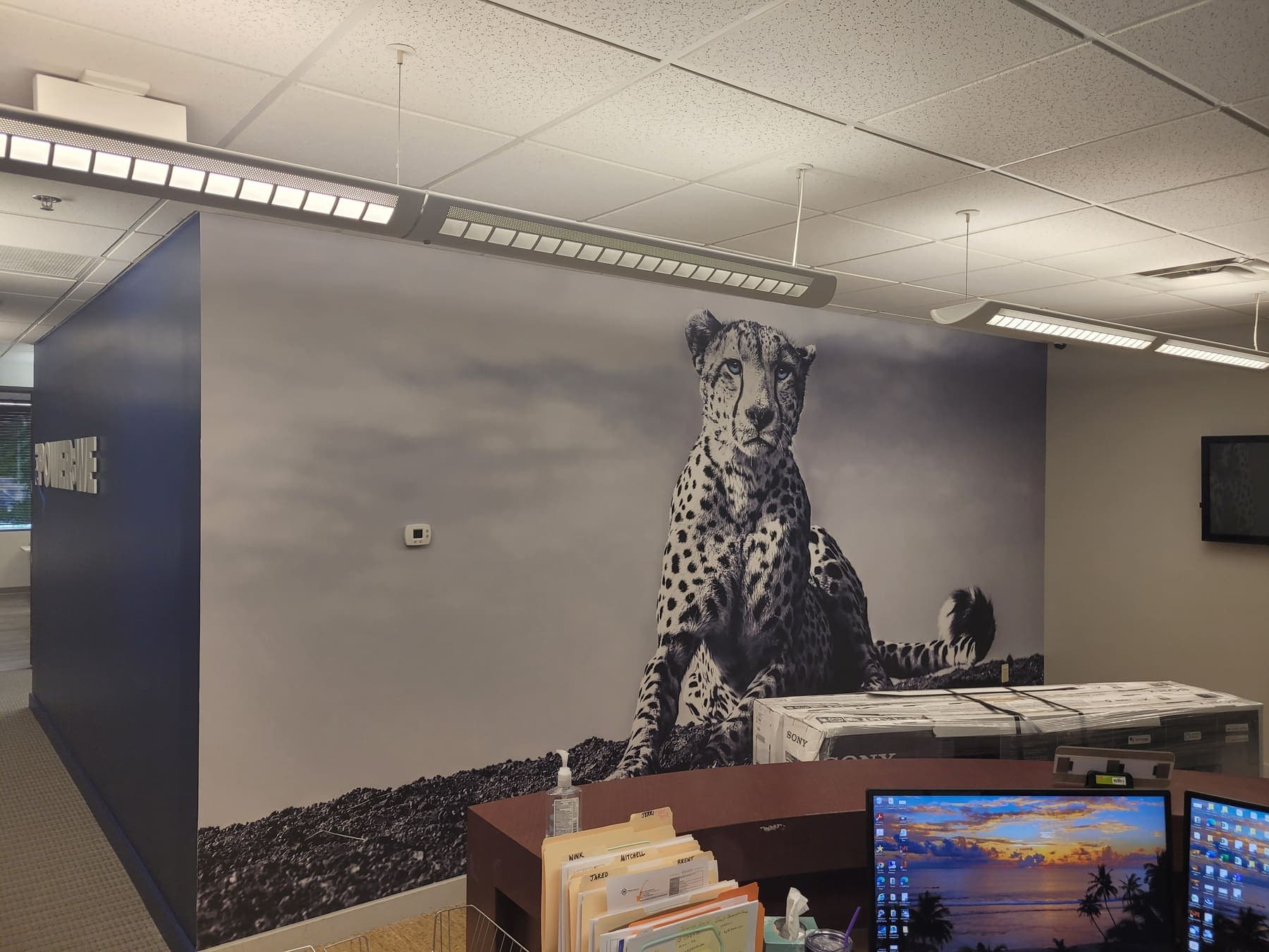 Office wall covered in a black-and-white cheetah photo mural above workstations